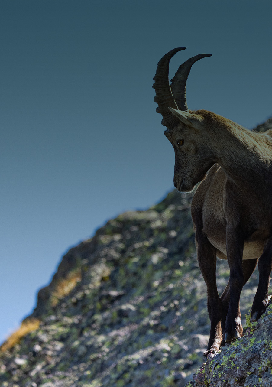 Tahr-quien-somos